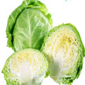 Fresh Cabbage Round Cabbage Wholesale Price From China High Quality